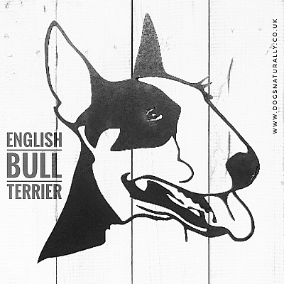 English Bull Terrier Wall Art